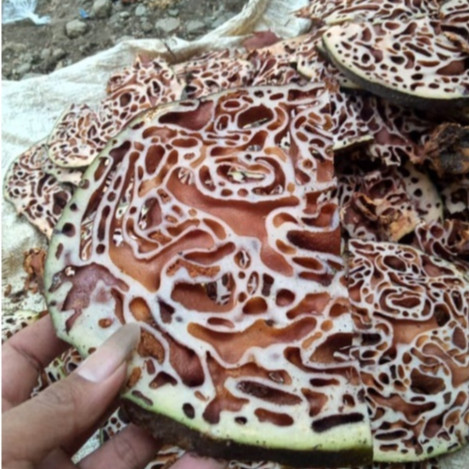 Promo sarang semut asli papua / sarang semut herbal asli papua 1 KG (mentah)