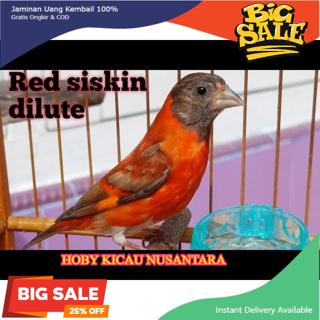 Burung Red Siskin Dilute Jantan Gacoran Untuk Masteran