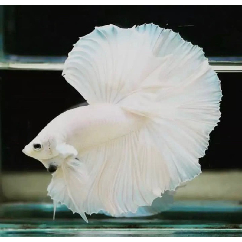 cupang halfmoon white platinum, putih bersih, ekor lebar menarik