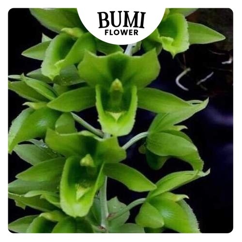 Clowesetum Black Jade - BUMI Catasetum FDK Orchids Anggrek