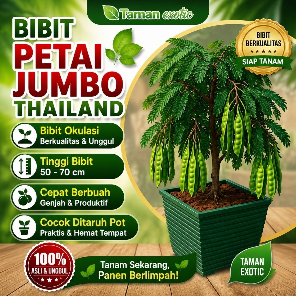 Bibit petai jumbo hibrida cocok ditanam dipot