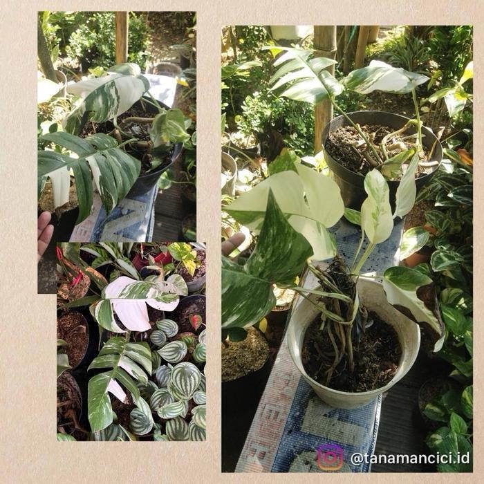 epipremnum pinnatum varigata