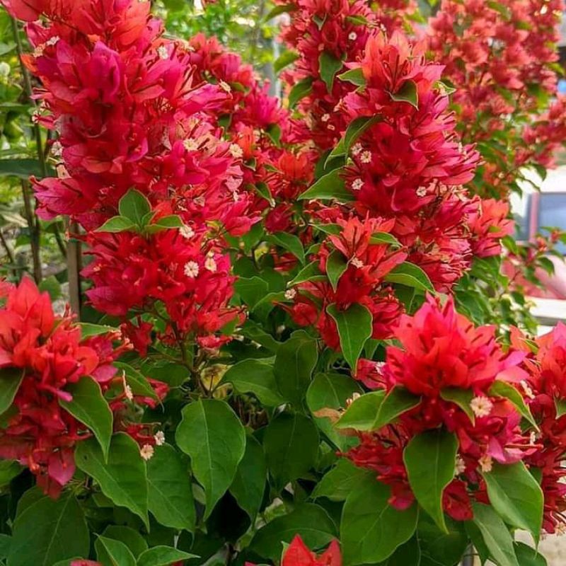 PROMO Tanaman Hias Ekor Musang Merah Bougenville Warna Cerah Berakar