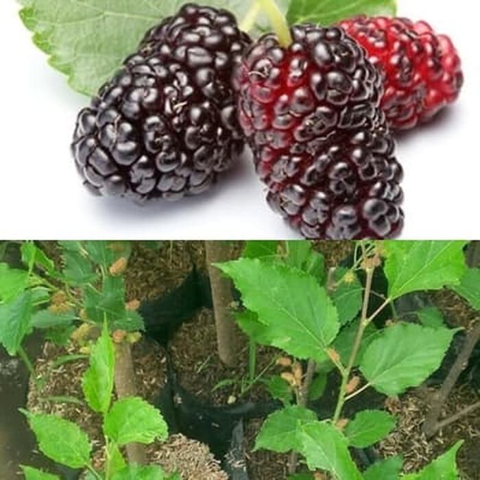 Bibit Murbei Bibit Buah Murbei Besaran Bibit Pohon Murbei Stella Stela