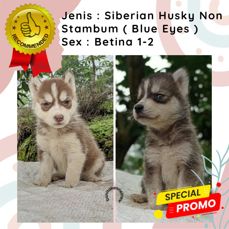 Anak Anjing Siberian Husky Non Stambum Jantan Betina