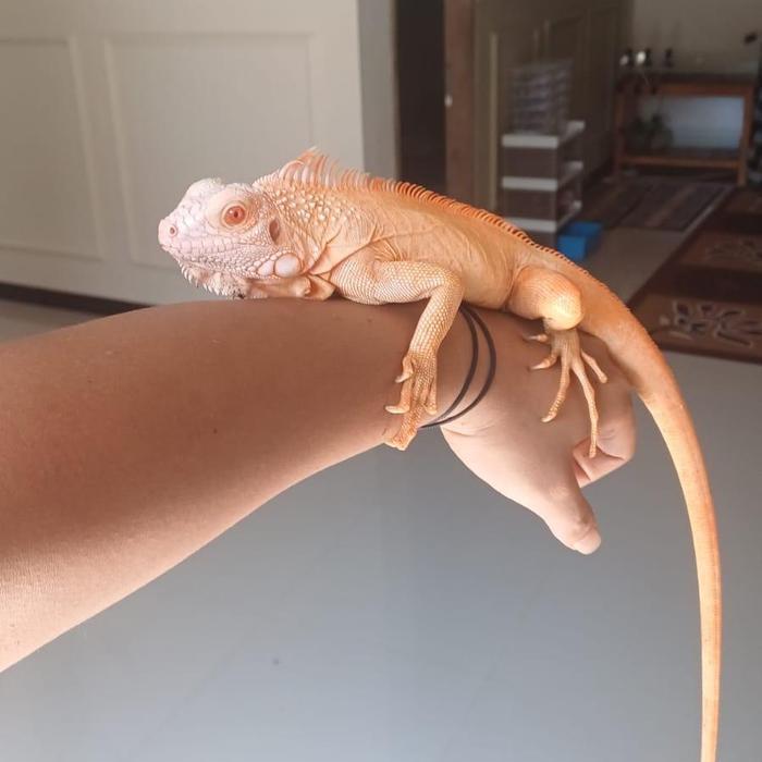 READY  GE Iguana red albino betina cakep