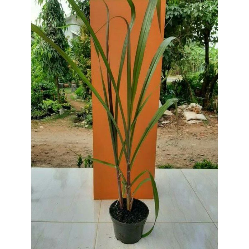 Bibit Tebu Hitam/Tebu Ireng