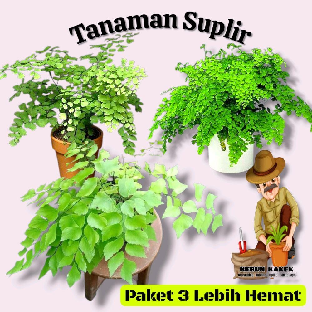Paket 3 Tanaman Suplir / Suplir Boston / Suplir Kampung / Suplir Daun Besar / Tanaman Hias Suplir