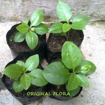 Bibit Daun Binahong Bibit Binahong Pohon Binahong Anredera cordifolia homesweet colection