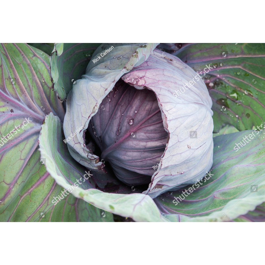 LPG Benih KUBIS UNGU