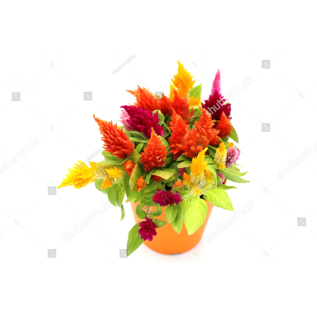 LPG bibit Biji Benih Bunga Celosia