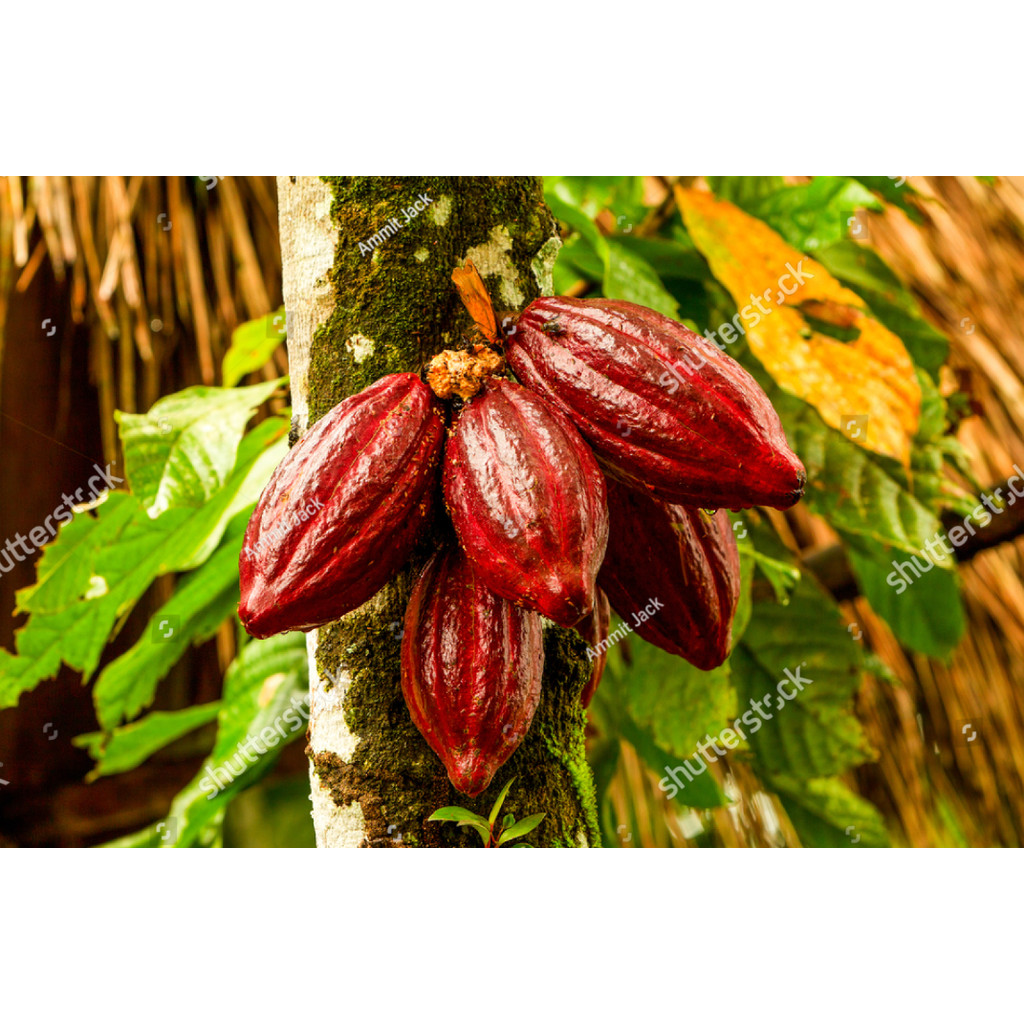 AL BIBIT benih biji coklat kakao unggul