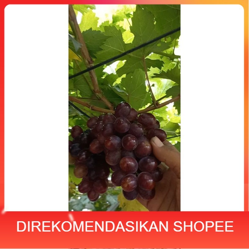 Bibit anggur import Early Adora