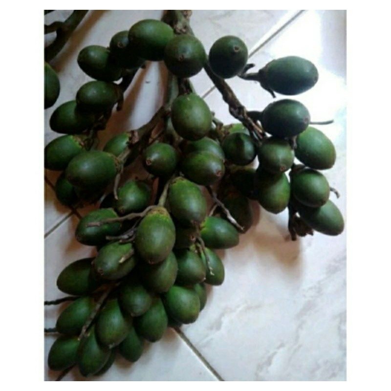 Buah Pinang Segar/Jambe Muda Segar Alami 1 kg /Buah Jambe pinang muda Jambe pinang tua segar Jambe m