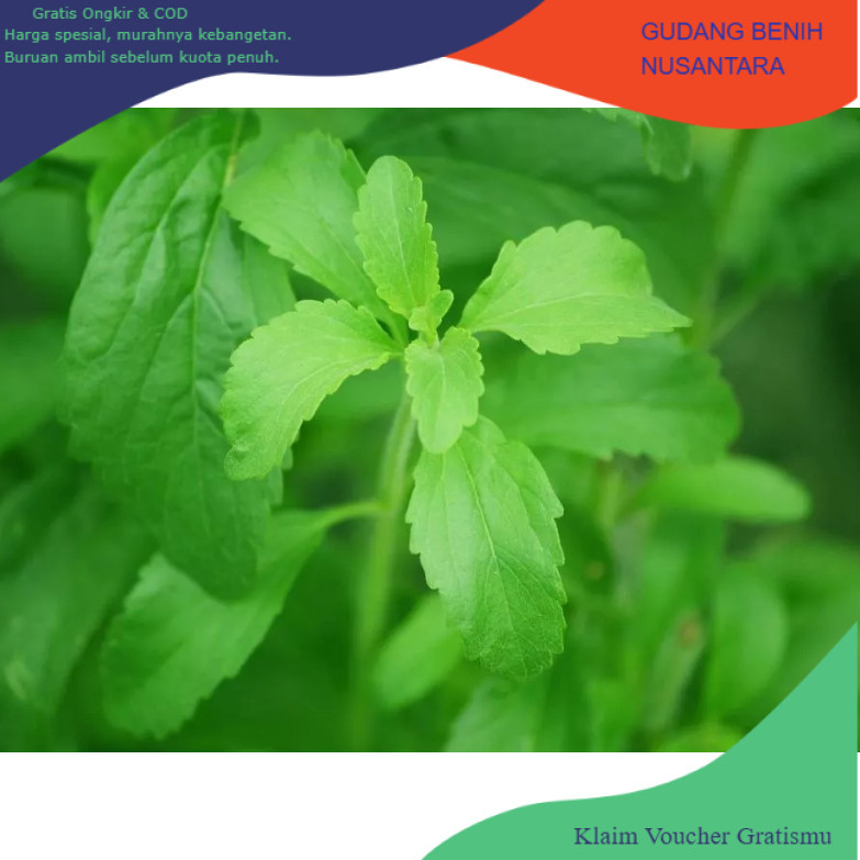 GB171 Benih stevia pemanis alami