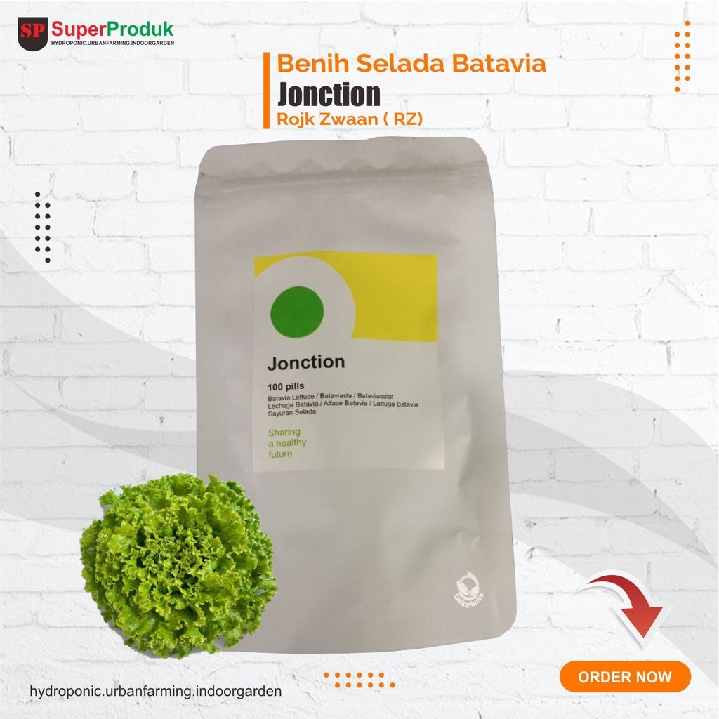 Benih Selada Batavia Jonction Junction RZ 100pills Tanaman bibit