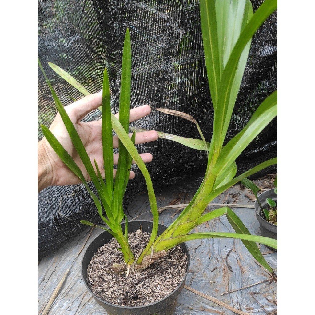 Tanaman Anggrek Tebu / Pohon Anggrek Grammatophyllum Speciosum - Bibit Tanaman Hias Bunga Anggrek Te