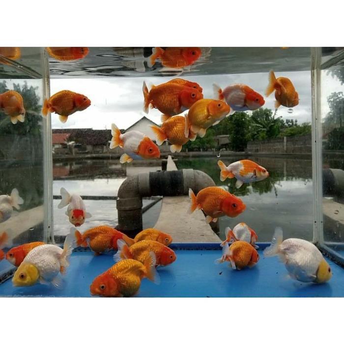 Ikan Mas Koki Rancu Red White Kelas Fancy Fancy Goldfish Terbaru 