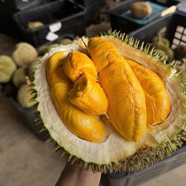 READYYY Durian Masmuar | durian IOI | Durian D168 Utuh