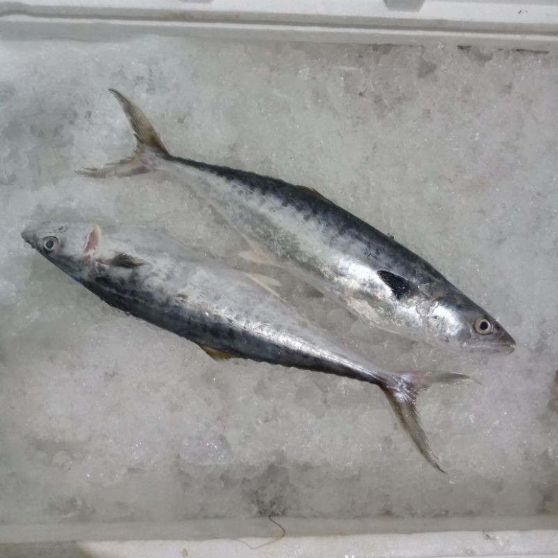 Ikan Tenggiri 1Kg Ikan Tenggiri Segar Ikan Tenggiri Baby Tenggiri Kecil Ikan Tengiri Seafood Ikan La