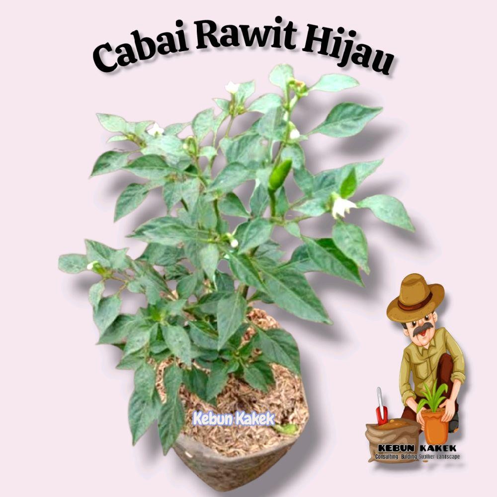 Cabai Rawit Hijau / Tanaman Cabai Rawit Hijau / Bibit Pohon Cabe Rawt Hijau