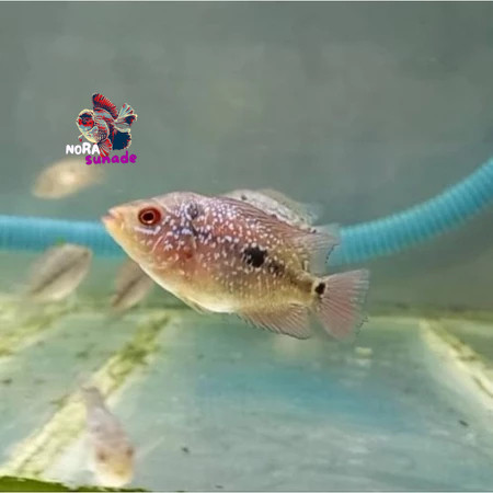 Hiasan Aquarium Bibit Louhan Ikan Anakan SRD SUPER GRADE