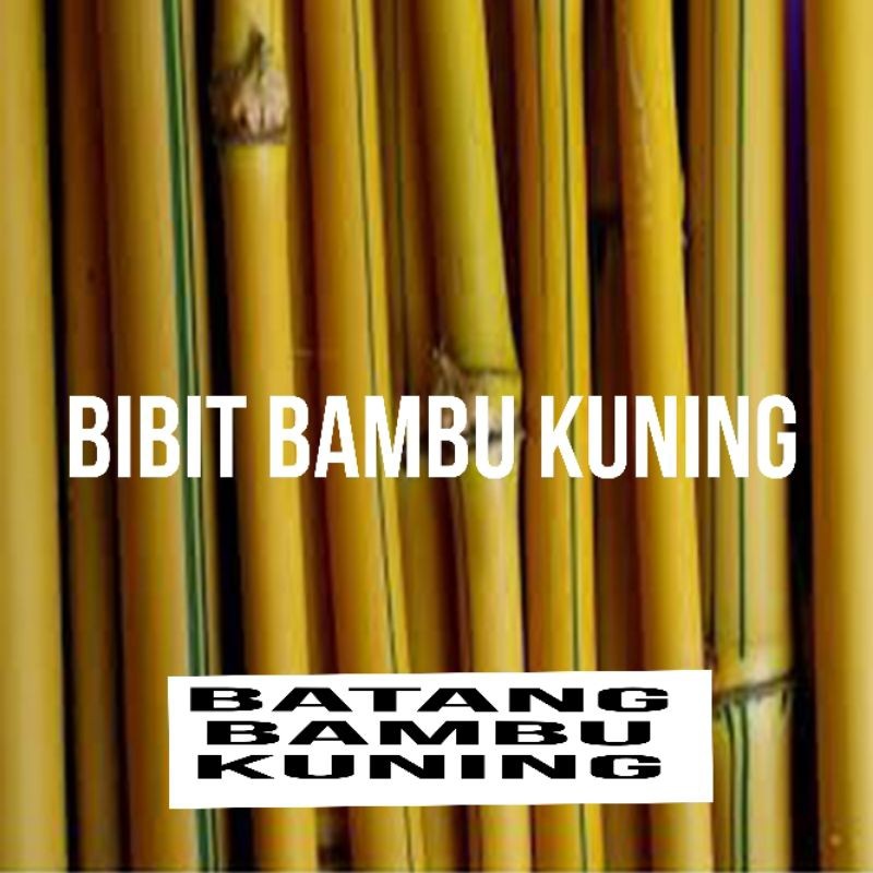 Batang Bambu Kuning | Ranting Bambu Kuning | 1 pcs isi 5 - b.b.b