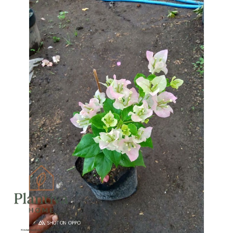 Tanaman hias Bougenvile bengawan solo (Ori bukan sambungan)