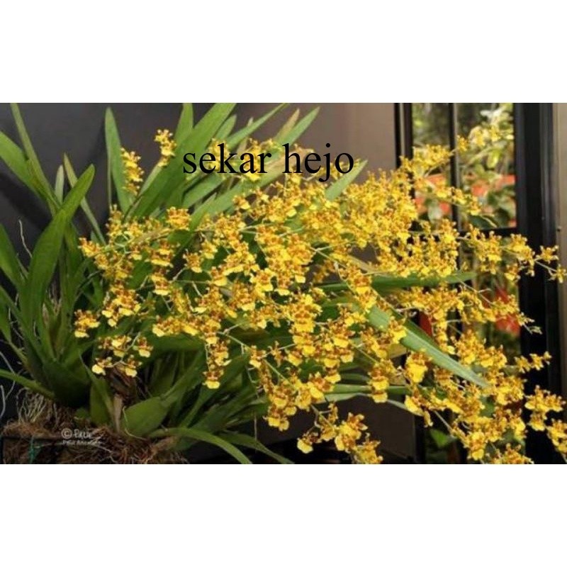 Anggrek Oncidium Americana