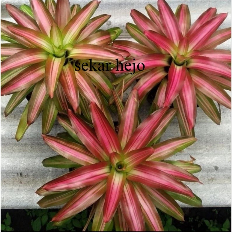 Bromelia Tricolour Bromelia merah