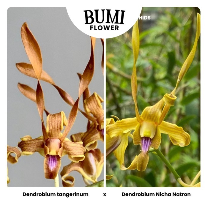 Anggrek Dendrobium tangerinum x D. Nicha Natron - Seedling Foresta Orchids Bumi Bibit Dendro Bulat K