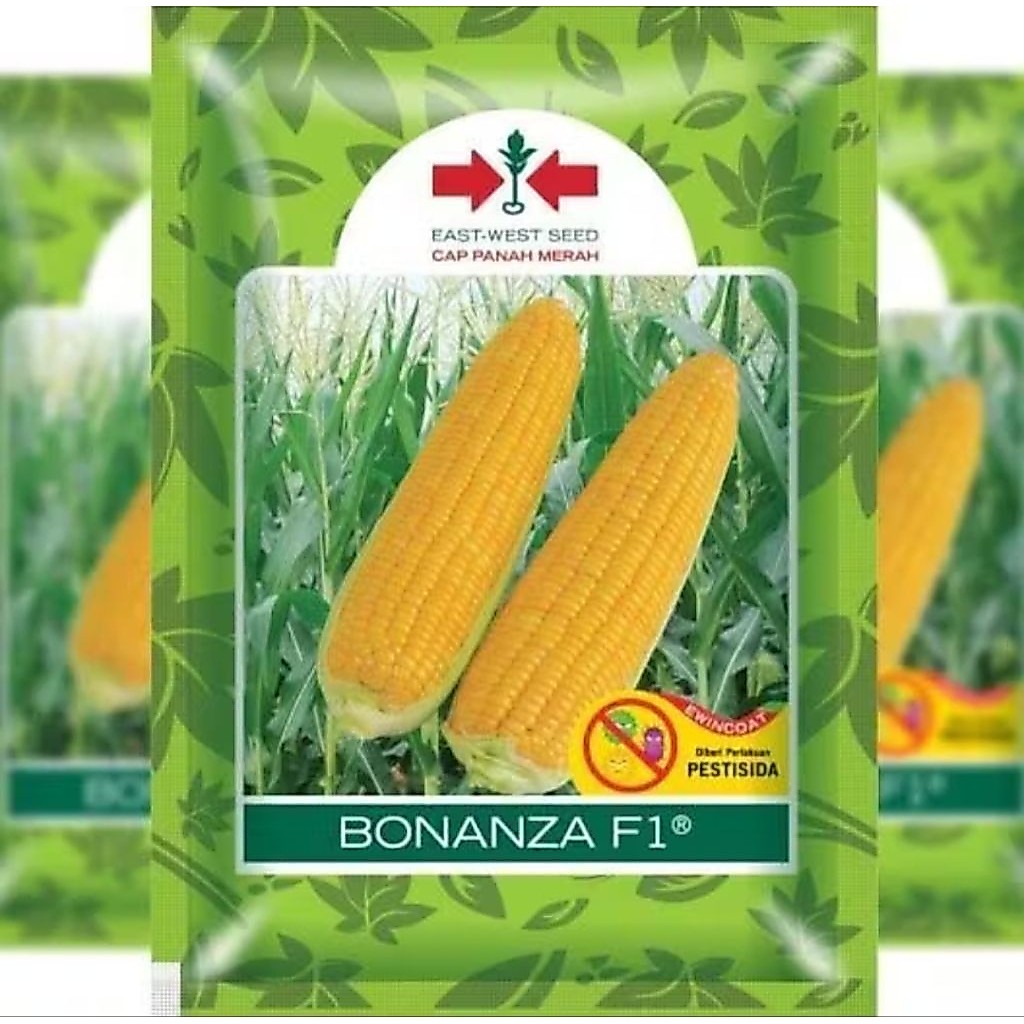 Benih jagung Manis Bonanza MB F1 200 Butir  jagung manis hibrida unggul