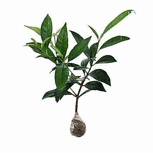 Jual pohon salam /pohon salam