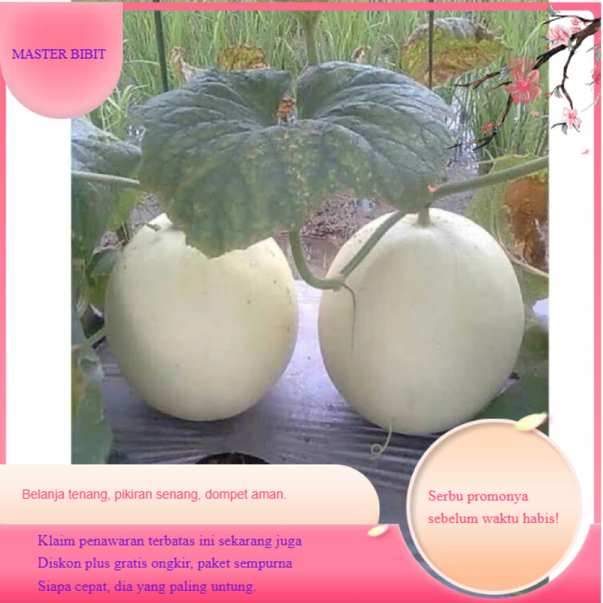 AL Bibit Benih Buah Melon Madu Putih