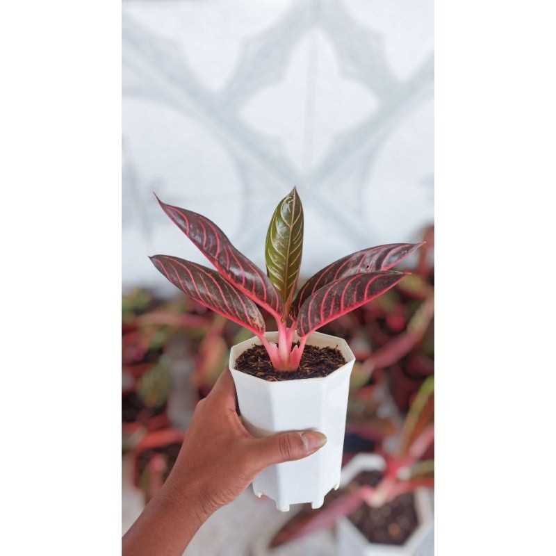 PROMO AGLONEMA RED SUMATRA ASLI TERLARIS