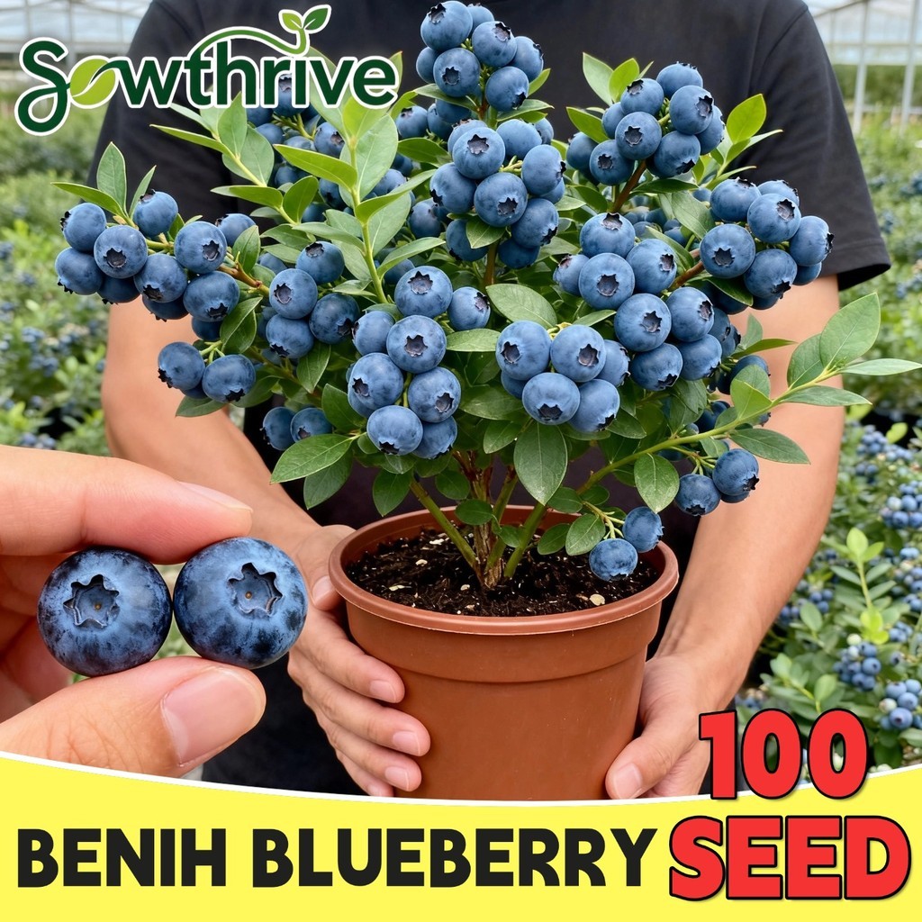 Bibit Benih Buah Blueberry Unggul 100 Biji Bibit Pohon Buah Blueberry Segar Benih Buah Beri Bonsai B