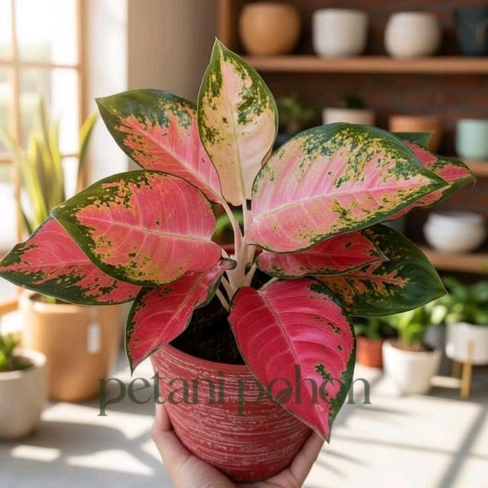 tanaman hias aglonema kochin pink - aglonema kochin