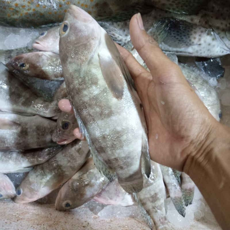 Ikan Kerapu Segar 1Kg  Ikan Kerapu Kodok