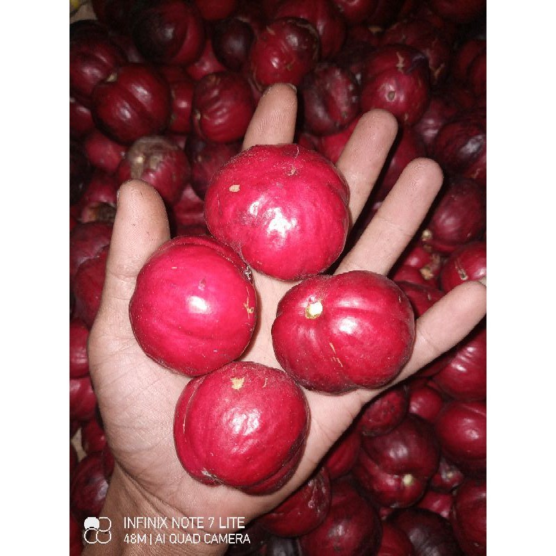 

Buah mahkota dewa segar petik langsung 500g