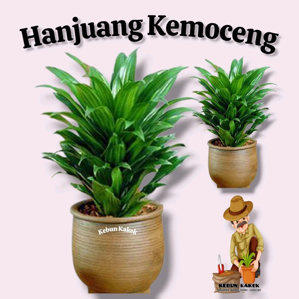 Tanamann Hias Hanjuang Kemoceng Mini / Tanaman Hias Hidup Hanjuang Kemoceng