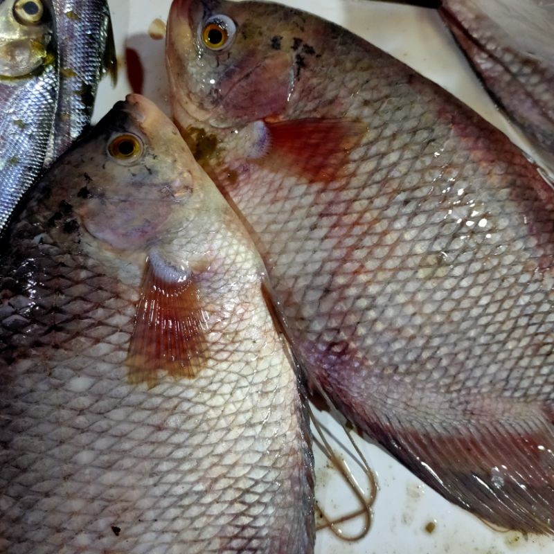 Ikan Gurame Segar 450g Dibersihkan Gratis Es
