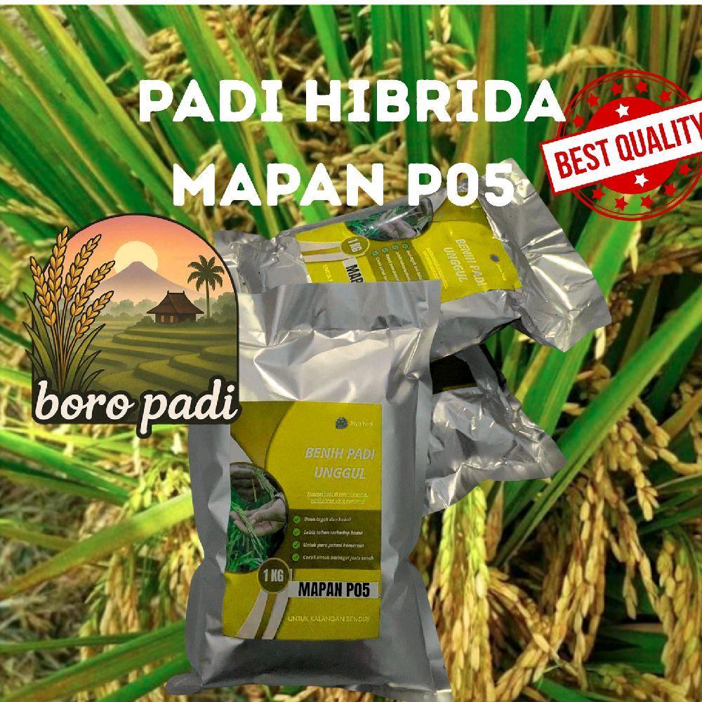 padi mapan 05 asli 2025 original mapan p05 p 05 Benih jumbo Kuning