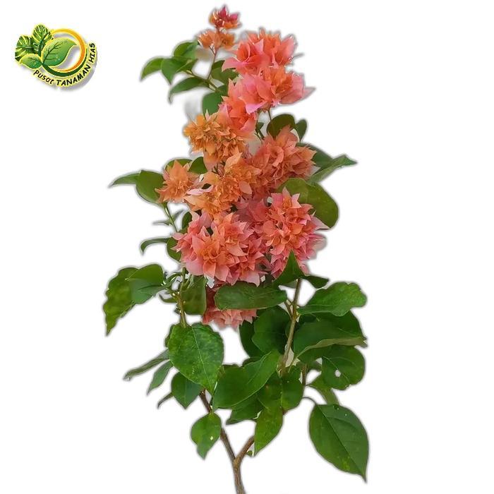 tanaman Hias bibit Bougenville Hawai bunga Orens - Bougenville Hawai