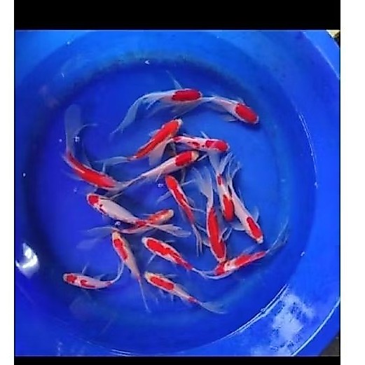 IKAN KOMET SLAYER