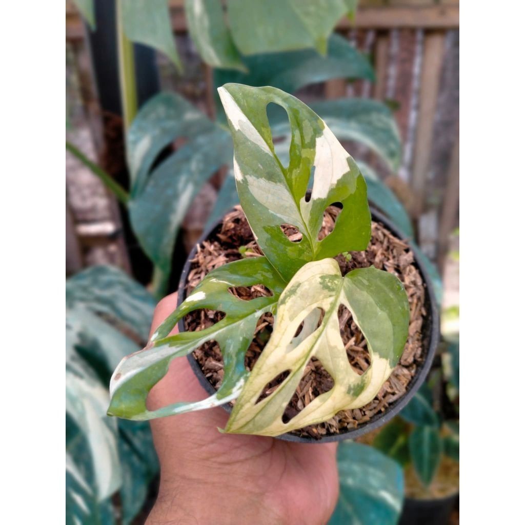 TANAMAN FULL MEDIA Bibit Janda Bolong Variegata (Monstera Adansonii Varigata) Asli - Koleksi Langka 