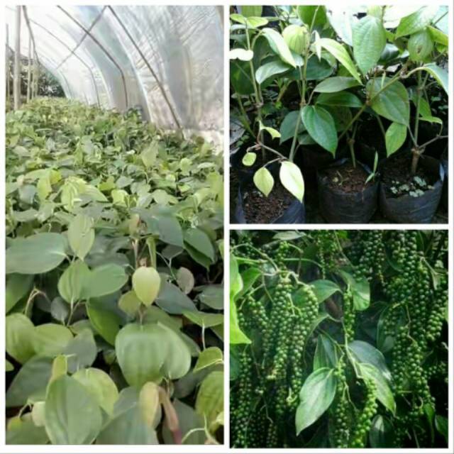 Bibit lada perdu cutting lada perdu merica mrica bibit unggulArimbi_Herbal