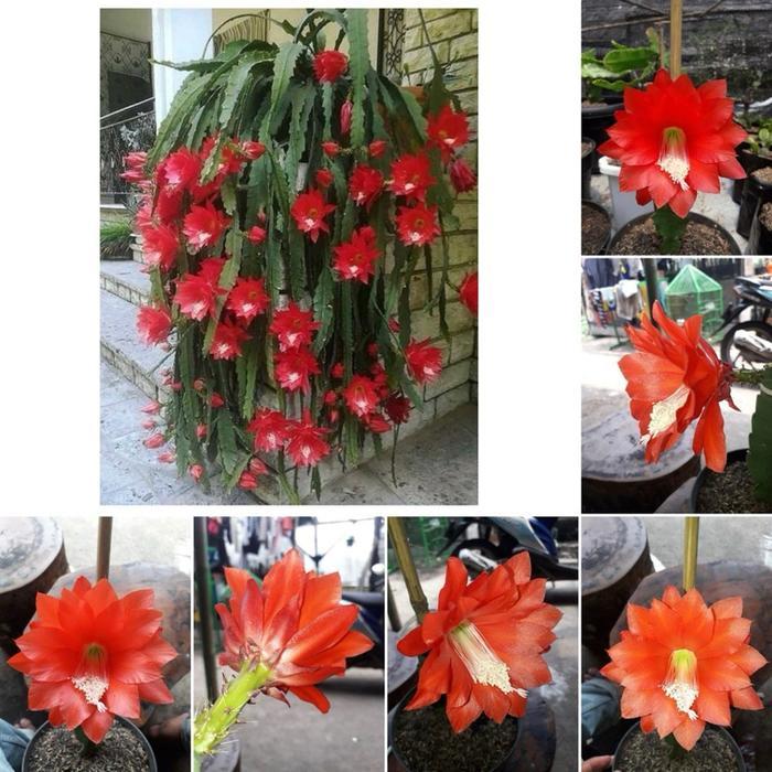 bibit Tanaman Hias Wijaya Kusuma Hybrid Ackermany/Bunga Wijaya Kusuma