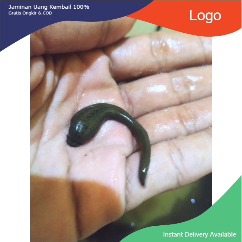 [farmaapotek] NEW LINTAH HITAM lintah  terapi size mild lintah terapi sterilkan