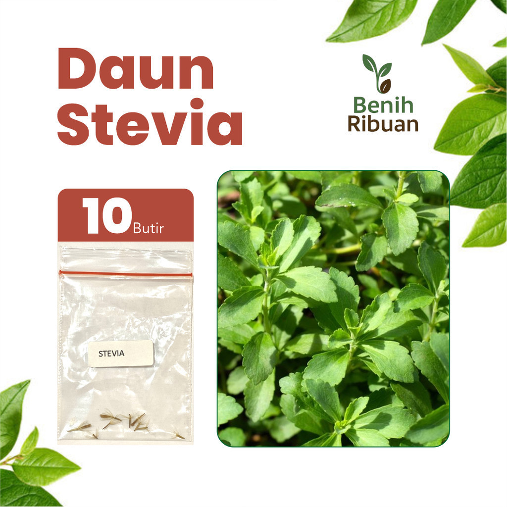 Siyap tanam No 1.  BENIH RIBUAN - Benih Daun Stevia Unggul, Bibit Daun Stevia Super Bibit Stevia Mud