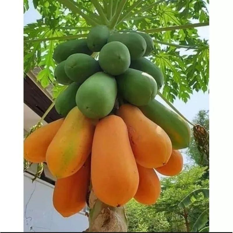 20 BIJI BENIH PEPAYA CALIFORNIA SUPER RAJAWALI